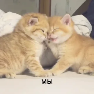 Стикер кшки (@to_ease) - 8