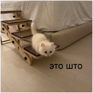 Стикер кшки (@to_ease) - 0