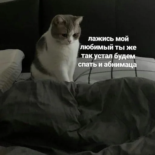 small to medium-sized cats indoor domestic cat