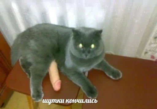 млекопитающее животное домашняя кошка