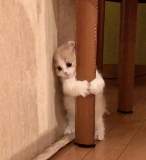 mammal animal small to medium-sized cats