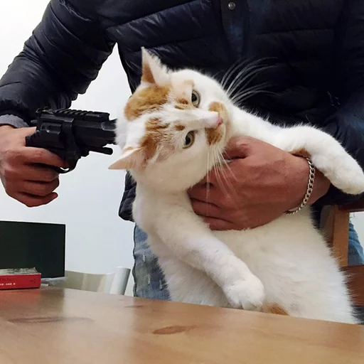 person small to medium-sized cats felidae