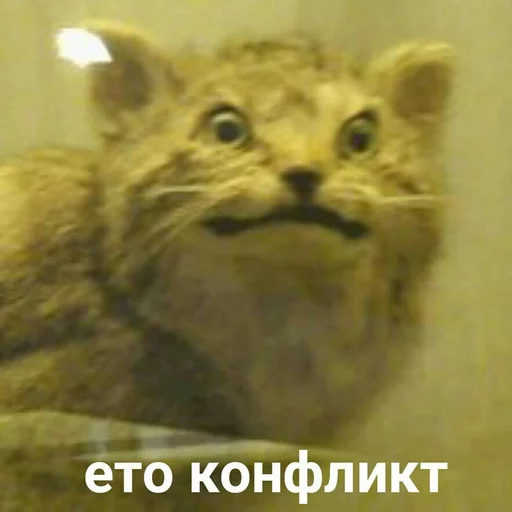 mammal animal wildcat