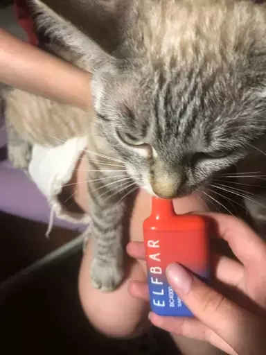 Sticker ксюха дж - 6