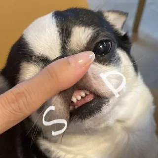 Стикер сабакены @iam13yo - 7