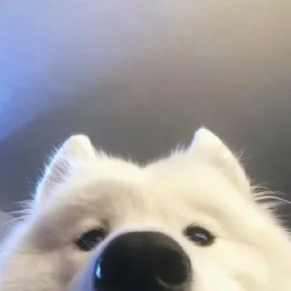 Стикер сабакены @iam13yo - 1