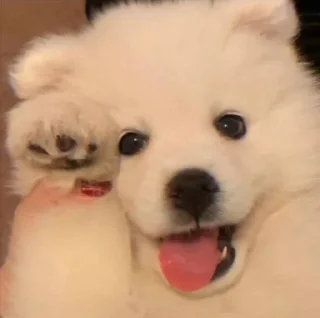 Стикер сабакены @iam13yo - 9