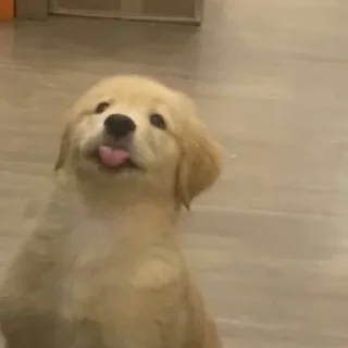 Стикер сабакены @iam13yo - 2