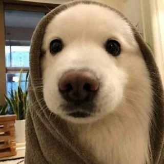 Стикер сабакены @iam13yo - 6