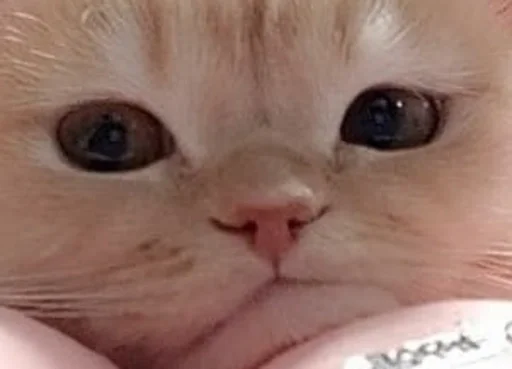 квадрат кота - 