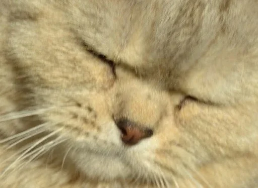 Sticker kuadrokit - 1