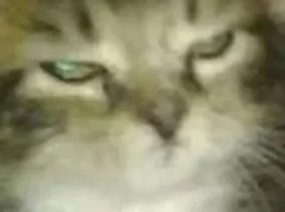 Sticker квадрат кота - 4