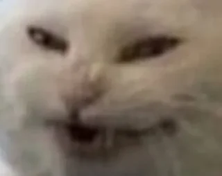 Sticker квадрат кота - 6