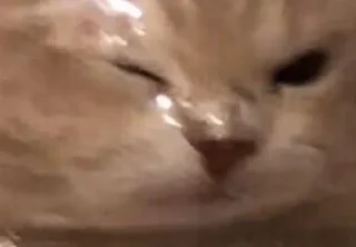 Sticker квадрат кота - 9