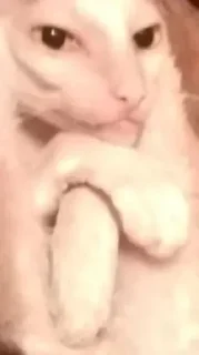 Sticker квадрат кота - 0