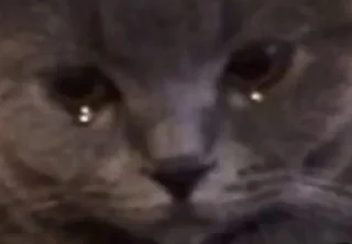 Sticker квадрат кота - 3