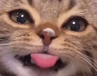 Sticker квадрат кота - 5