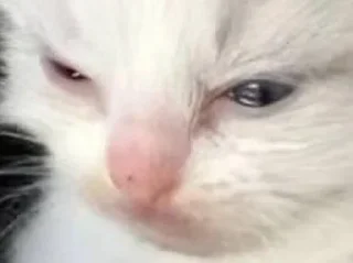 Sticker квадрат кота - 8