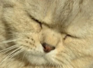 Sticker квадрат кота - 11