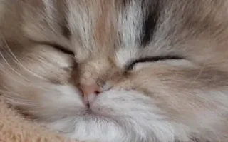 Sticker квадрат кота - 7