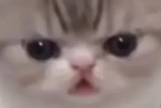 Sticker квадрат кота - 1