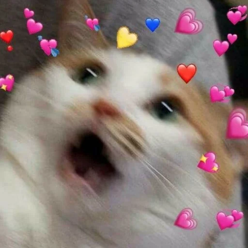 млекопитающее животное усы