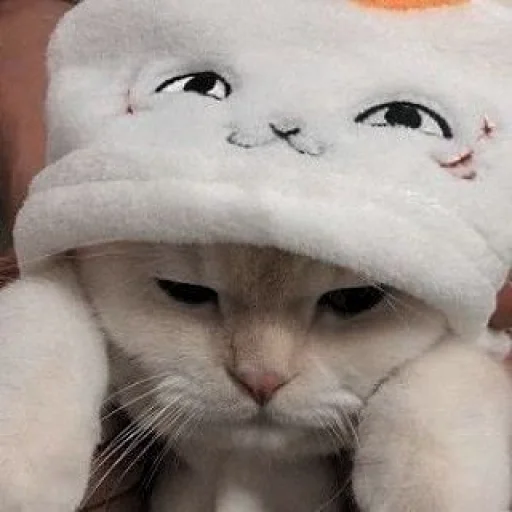 кошки малого и среднего размера кошка кошачьи