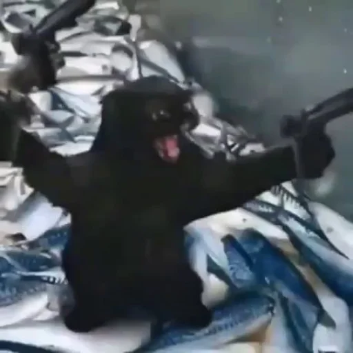 животное комнатный чёрный