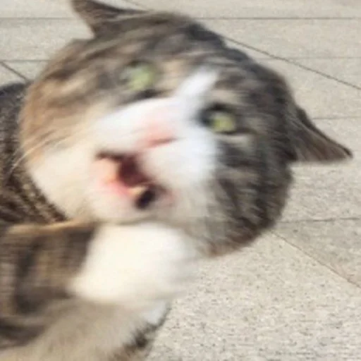 животное млекопитающее кошка