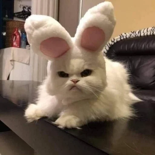 млекопитающее комнатный животное