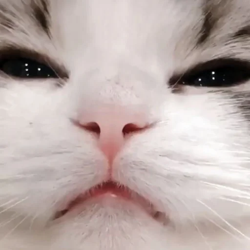 млекопитающее животное кошка