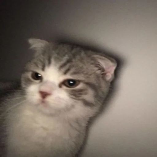 млекопитающее животное кошка