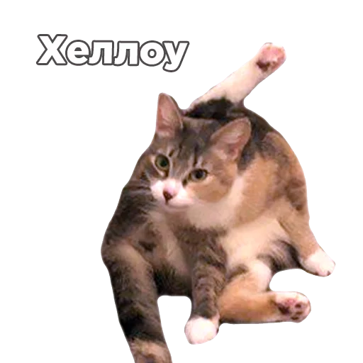 Sticker kukutulu - 1