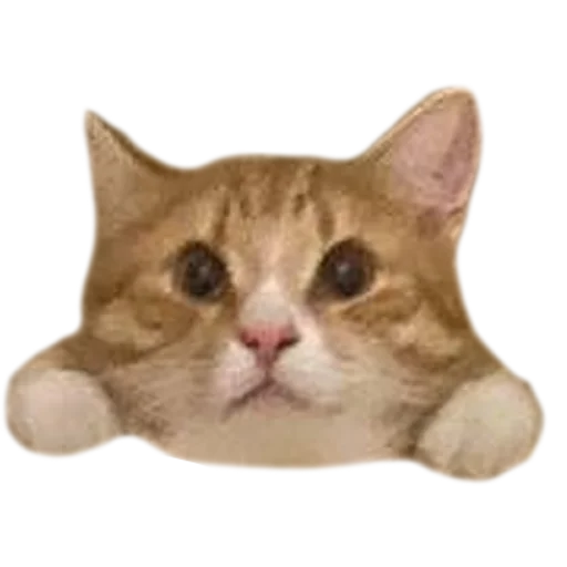 Sticker kukutulu - 1