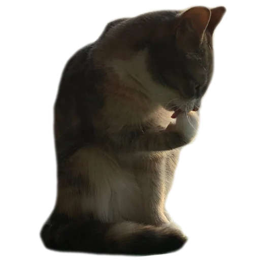 Sticker kukutulu - 1