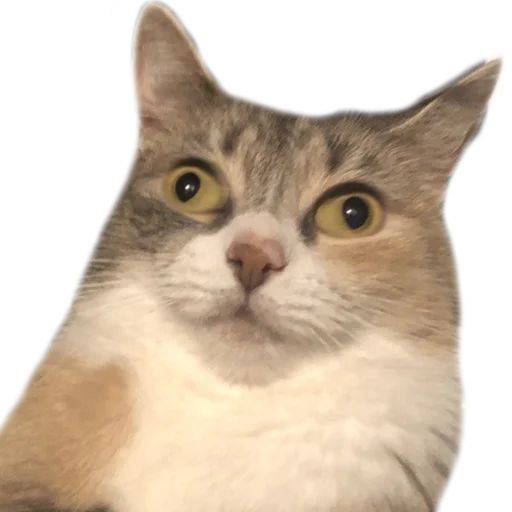 Sticker kukutulu - 1