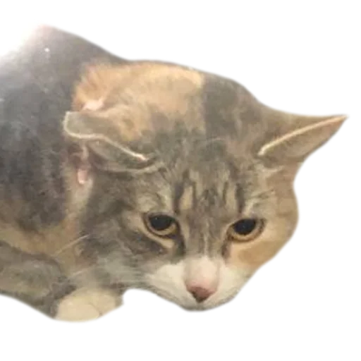 Sticker kukutulu - 1