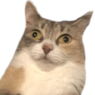 Стикер Кукусик и Тулузик - 5