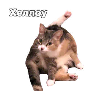 Стикер Кукусик и Тулузик - 10