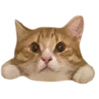 Стикер Кукусик и Тулузик - 8