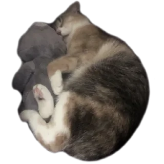 Стикер Кукусик и Тулузик - 9