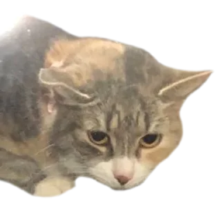 Стикер Кукусик и Тулузик - 1