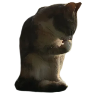 Стикер Кукусик и Тулузик - 7