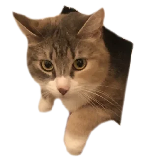 Стикер Кукусик и Тулузик - 11