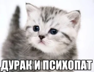 Sticker куку - 5