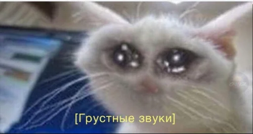 animal mammal domestic cat