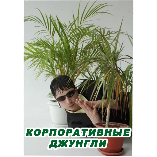 plant houseplant human face