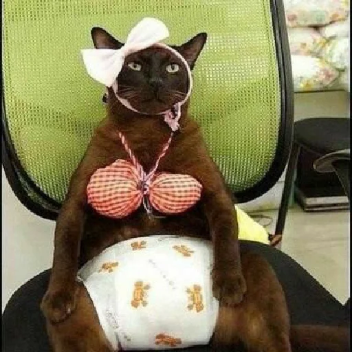 Sticker коты - 11