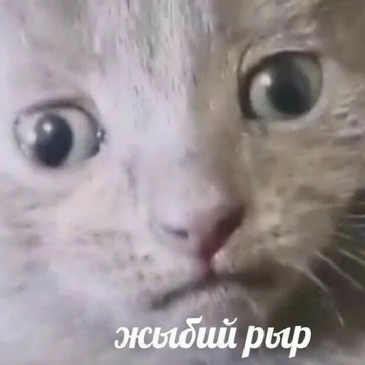 Sticker коты - 10