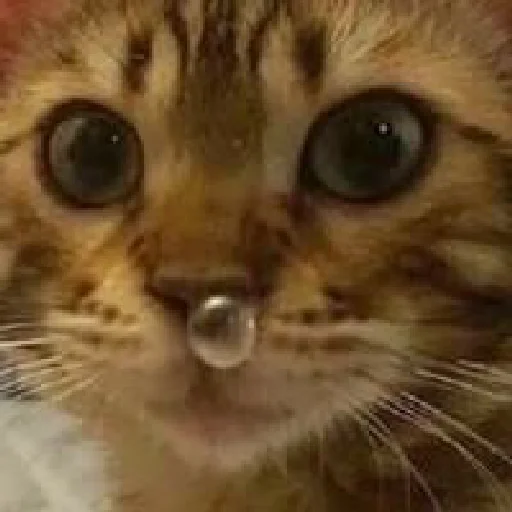 Sticker коты - 7